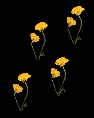 Buttercup Drops