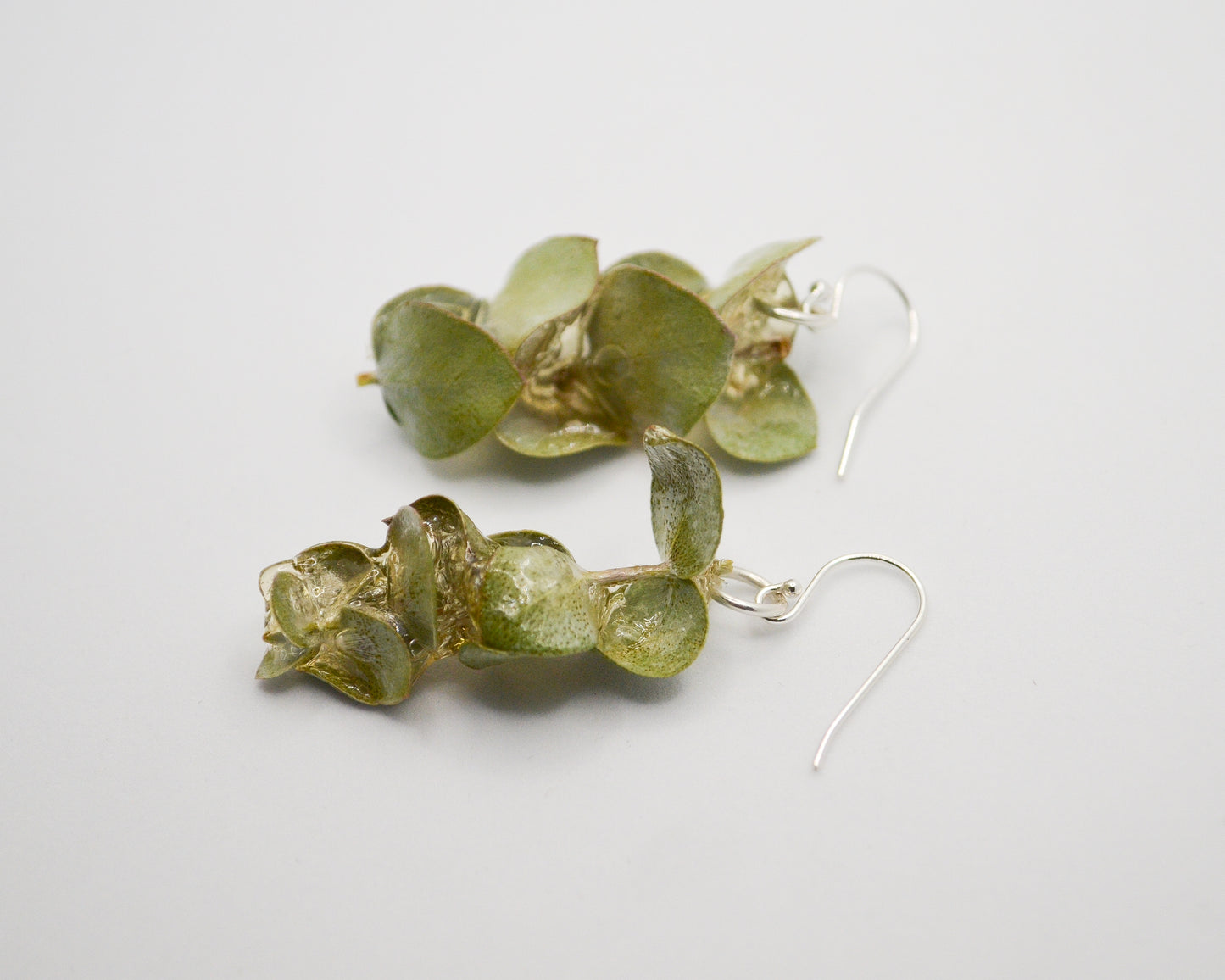 Spiral Eucalyptus Rock Candy