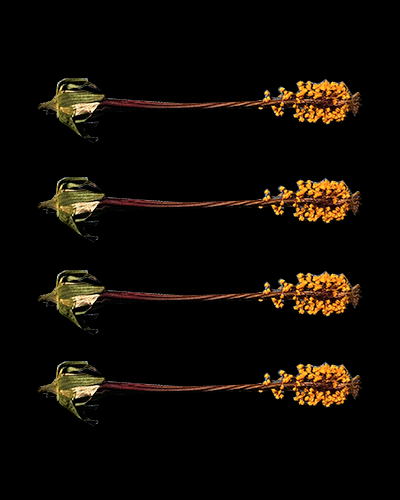 Hibiscus Pistils